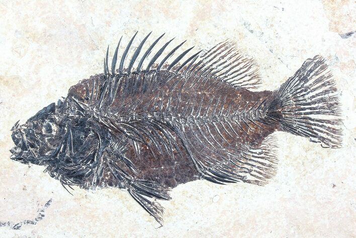 Cockerellites (Priscacara) Fossil Fish - Wyoming #77811